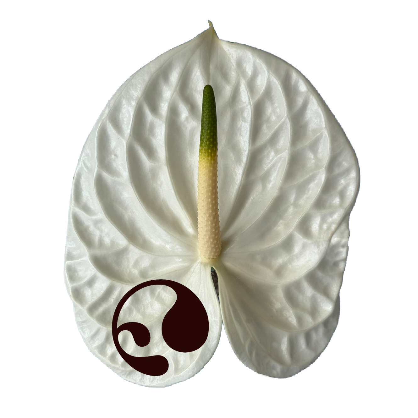 A white Anthurium flower with a green and white spadix, set against a light blue background. The flower has a dark brown, stylized logo or symbol on the lower left side.