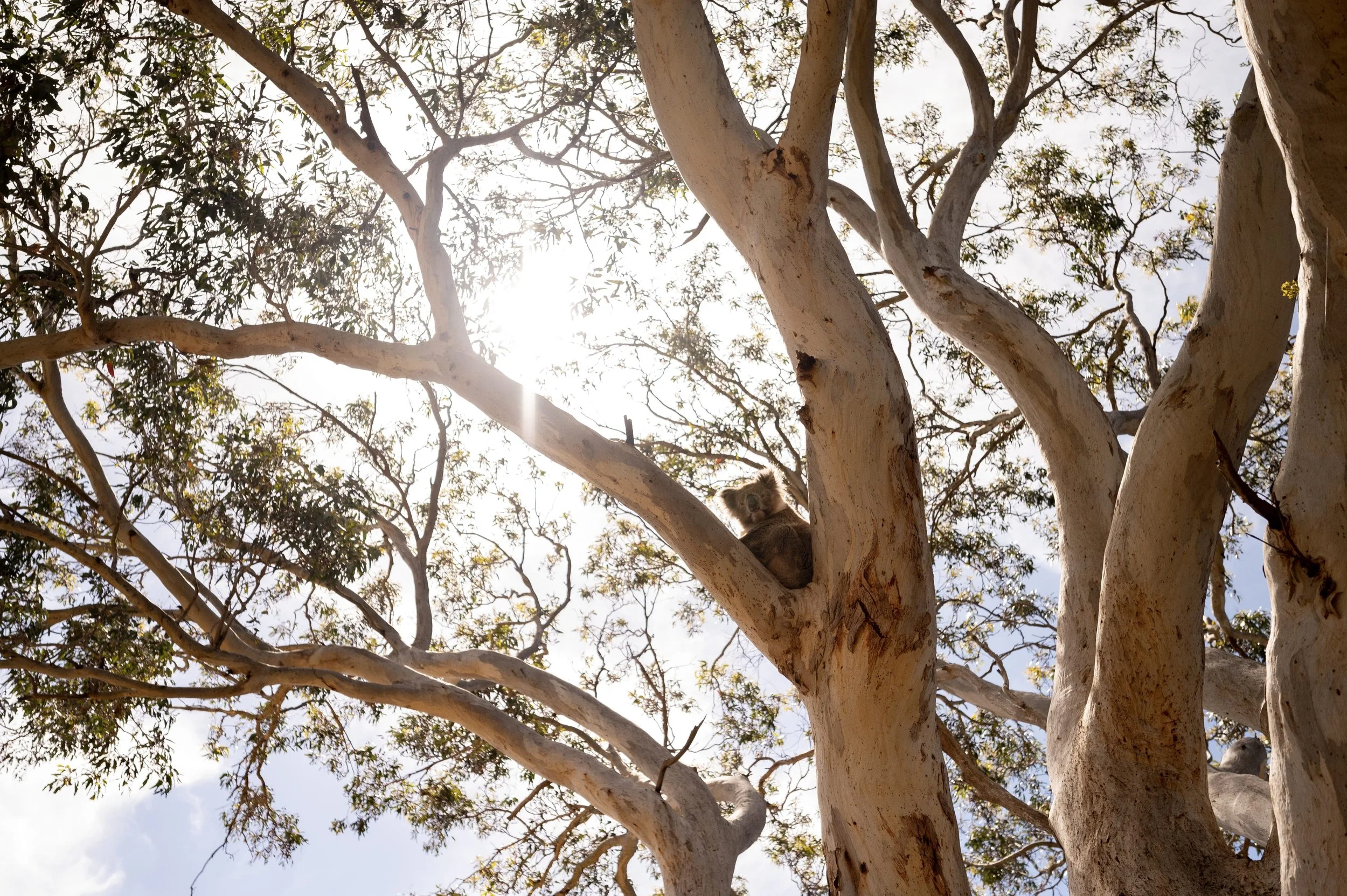Sunlight filtering through eucalyptus trees with a koala perched on a branch.