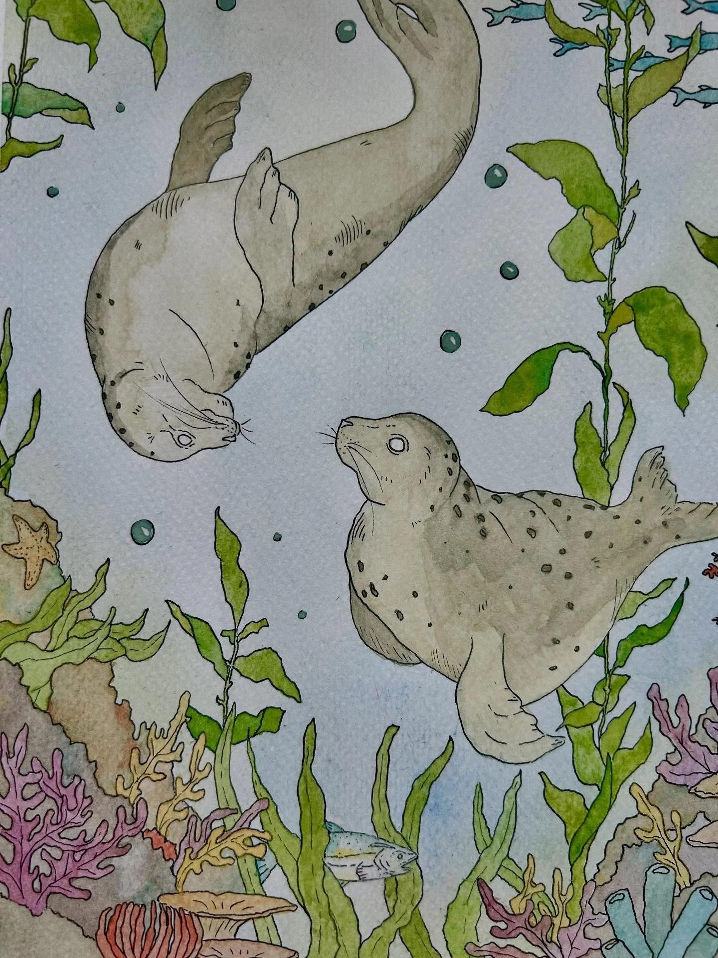 Never not thinking about seals 🦭 
Shout out to seals! 
I took a couple of videos of my painting process…not the best quality…should I share them anyway? 
#watercolor_artist #watercolourart #sealsofinstagram #sealpainting #sealart