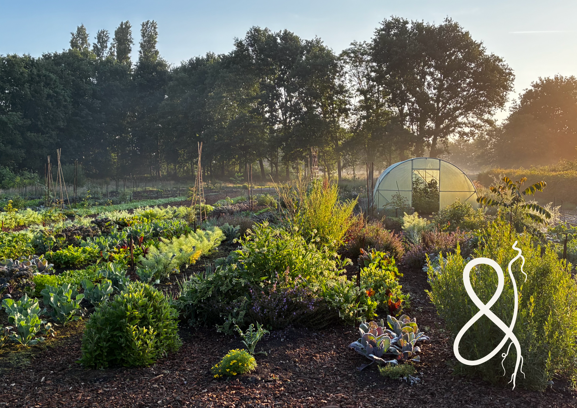 Sunrise over a lush vegetable garden with rows of leafy greens, a greenhouse, and tall trees in the background.