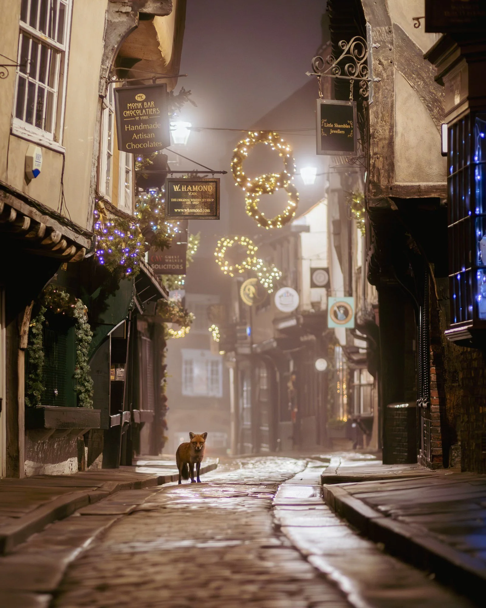 Fox on the Shambles York by Alasdair McIntosh Photography