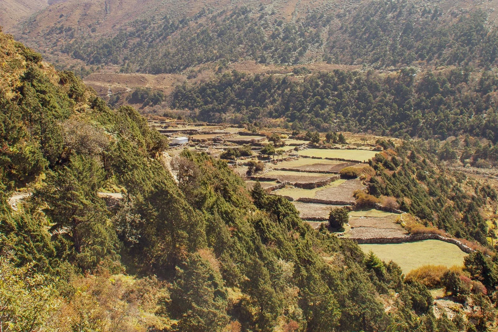  Zwischen Pangboche und Dingboche sind vielerorts terrassenförmige Ackerflächen angelegt. Die darauf angebauten Feldfrüchte sind eine wichtige Lebensgrundlage für die Sherpa. 
