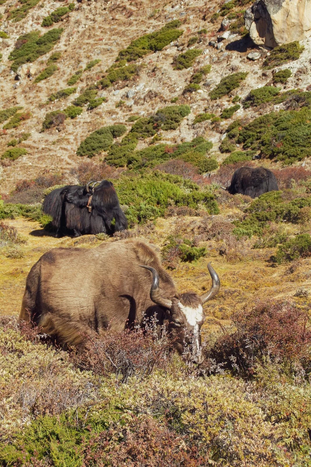  Auch Yaks und Naks sind aus dem Leben der Sherpa nicht wegzudenken. Neben den reinrassigen Tieren existieren auch Mischformen mit jeweils besonderen Eigenschaften. 