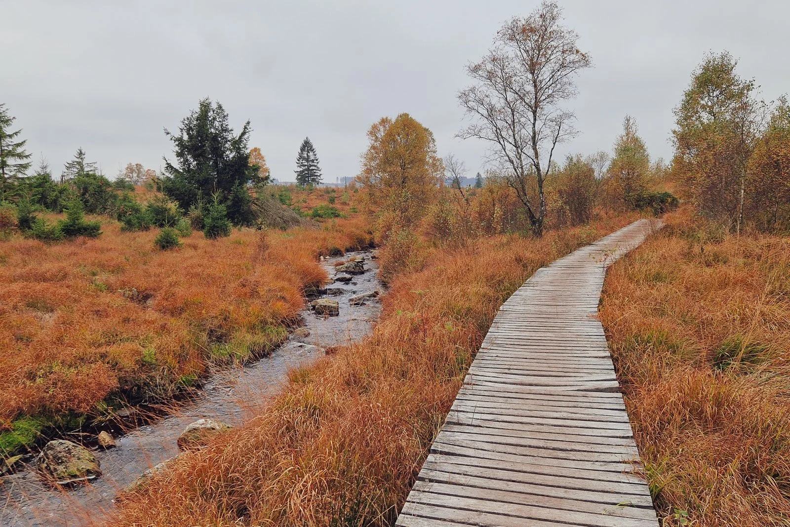  Auf kilometerlangen Holzstegen lässt sich das Hohe Venn hautnah erkunden. Ständiger Begleiter: Die sich durch das Pfeifengras schlängelnde Hill.  