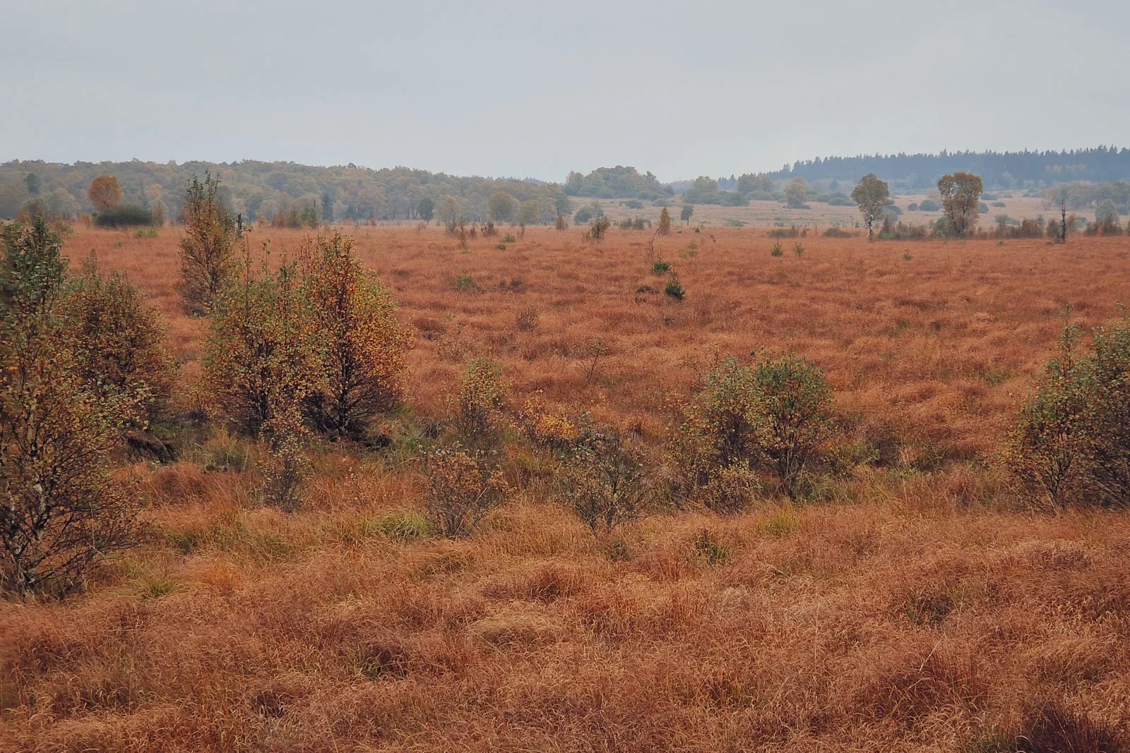 Hohes Venn: Tagestour durch das herbstliche Moor