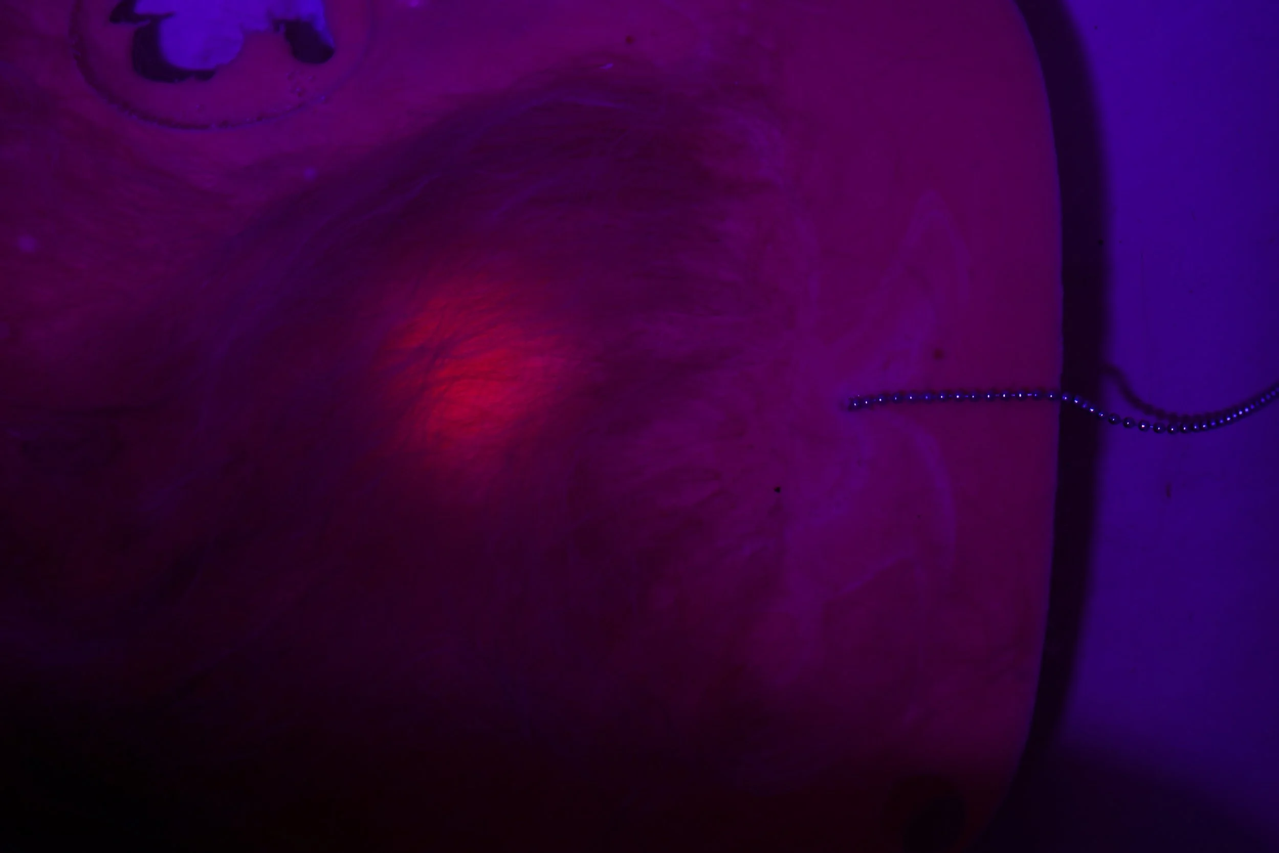 Close-up of an animal's fur under purple and red lighting, with a chain or string in the background.