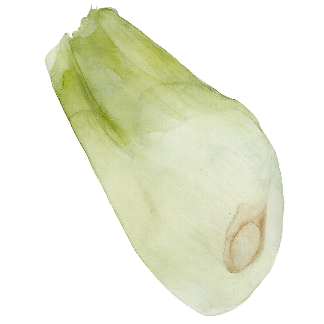 Watercolor illustration of a fennel bulb
