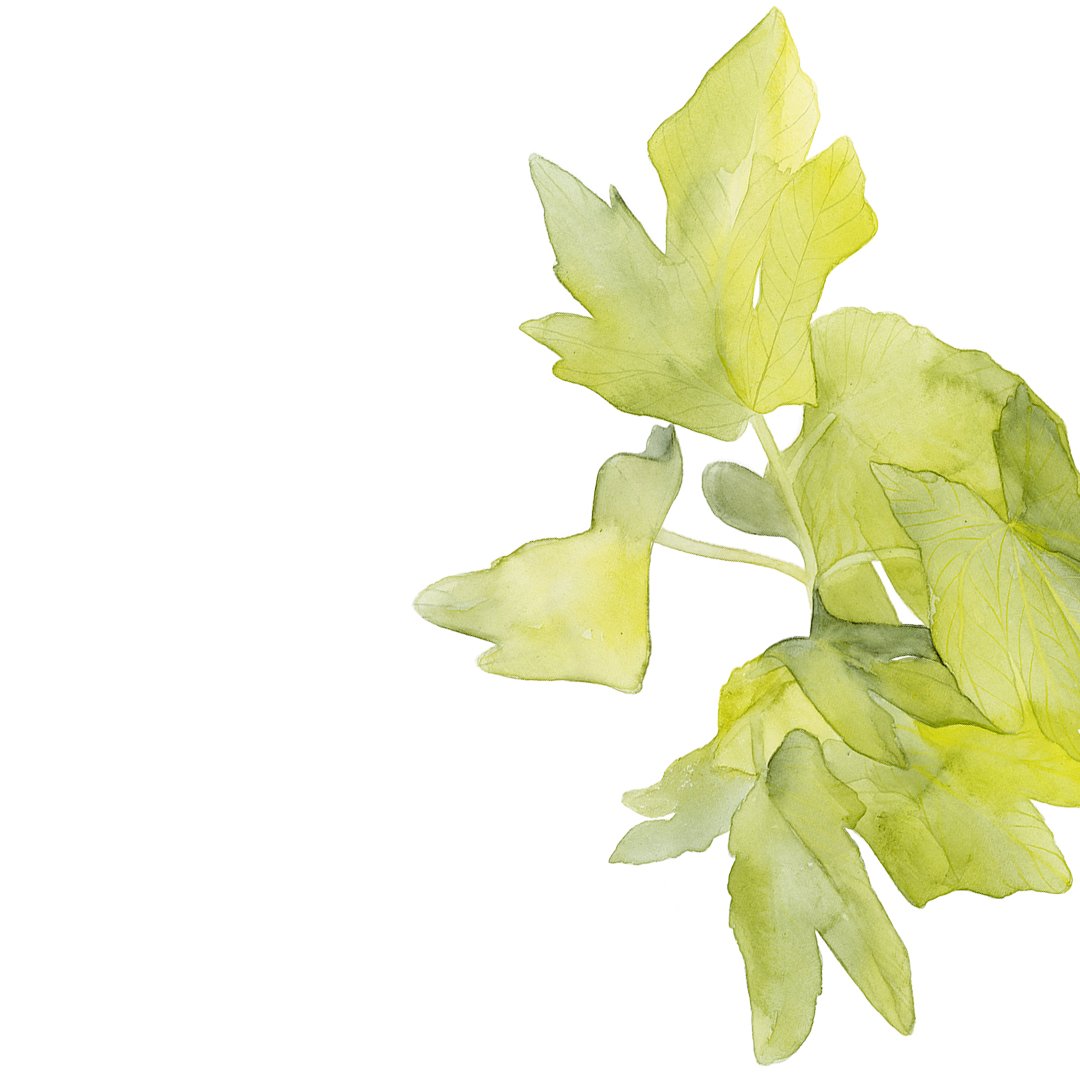 Watercolor illustration of fig leaves on a white background.