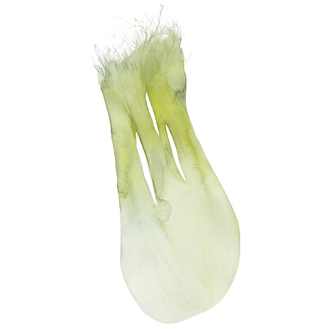 Watercolor painting of fennel with green stalks and bulb.