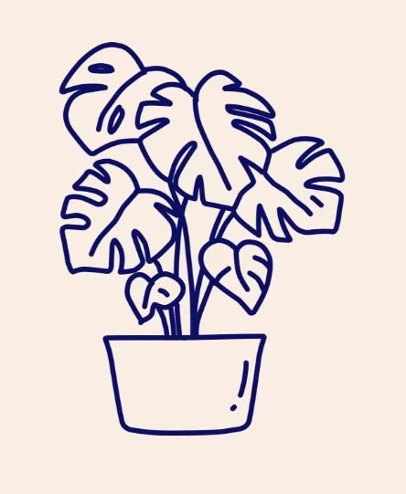 Line drawing of a potted monstera plant with large, split leaves.