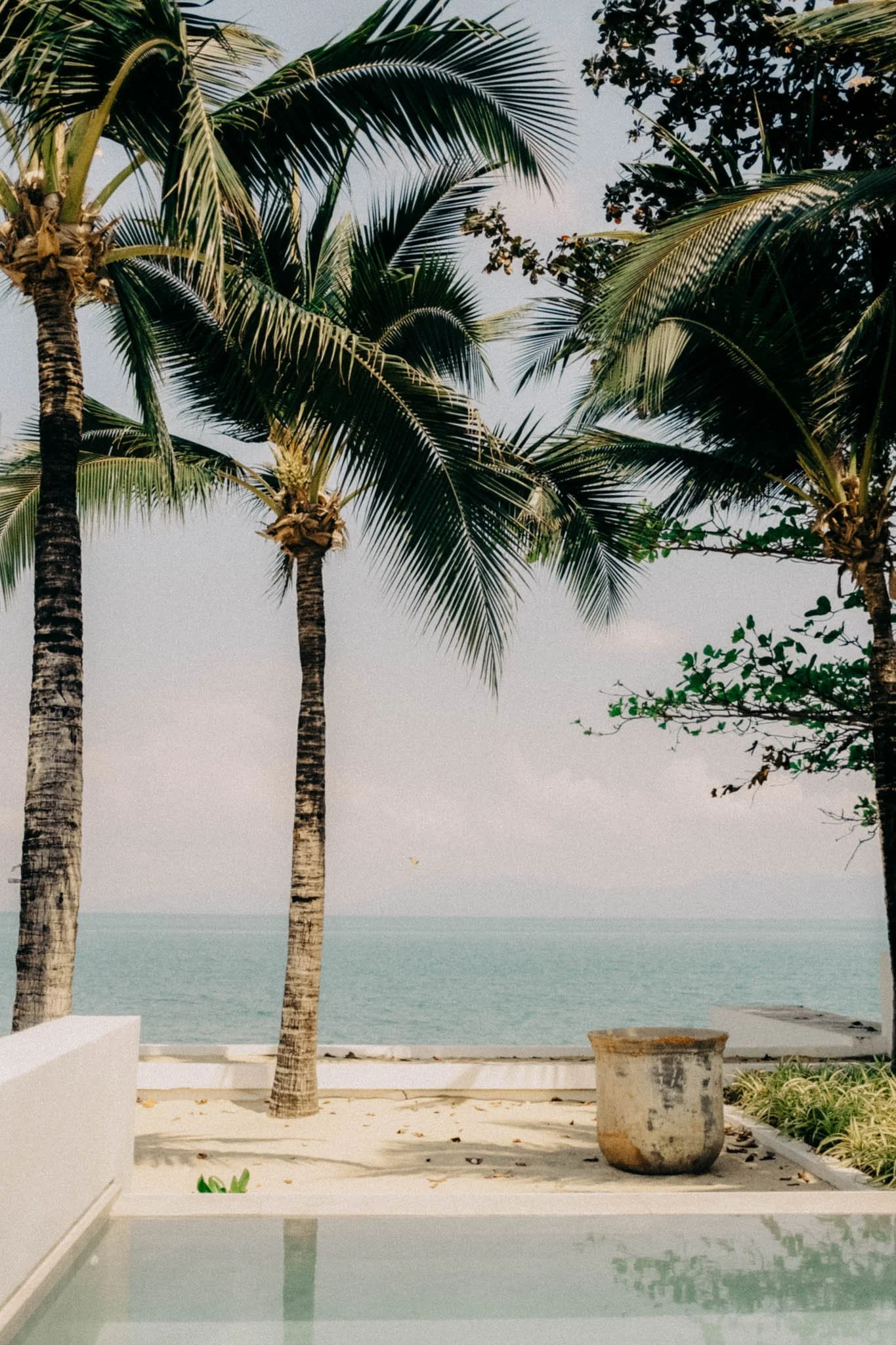 Plage tropicale avec des palmiers, une mer calme en arrière-plan et un pot en terre cuite