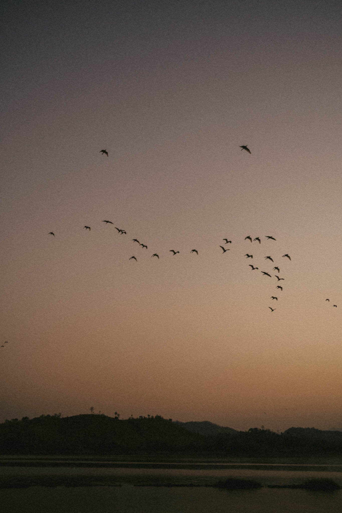 Un ciel au coucher du soleil avec un groupe d'oiseaux volant en formation au-dessus de collines