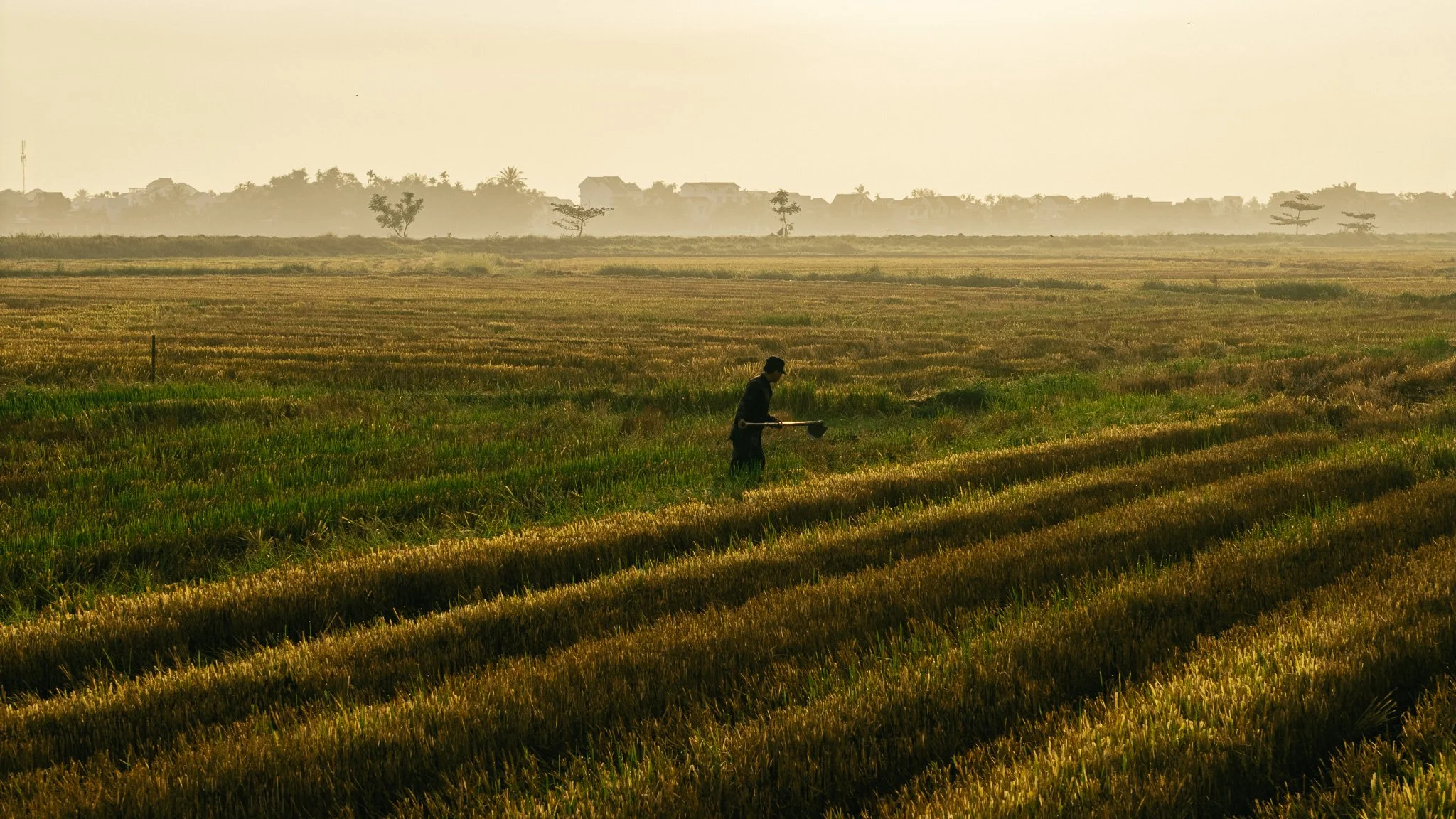Paysage de champs de céréales avec un homme travaillant dans le champ lors du coucher du soleil.