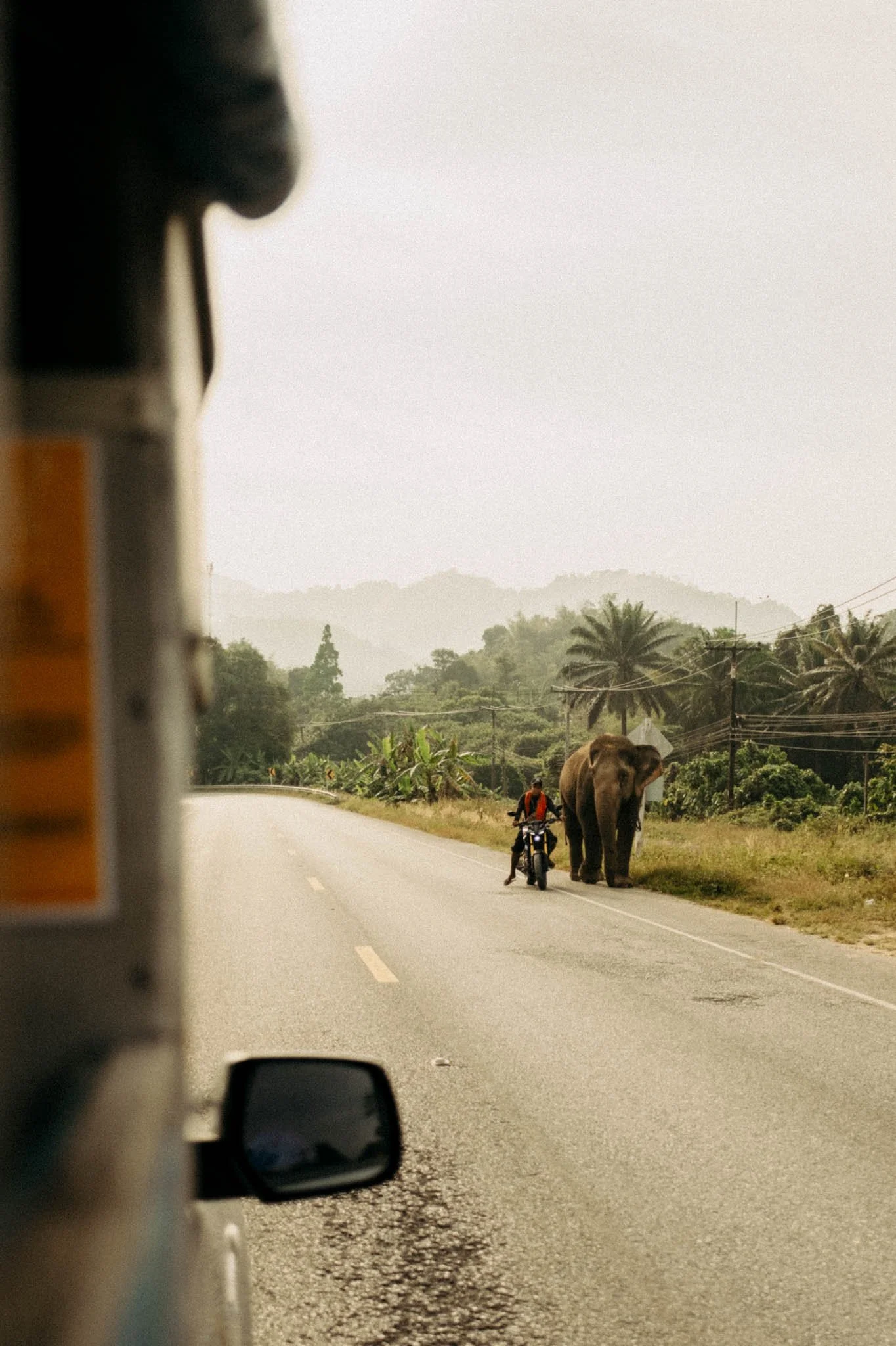 Une route avec un éléphant et un homme en moto sur le bord, forêt tropicale en arrière-plan