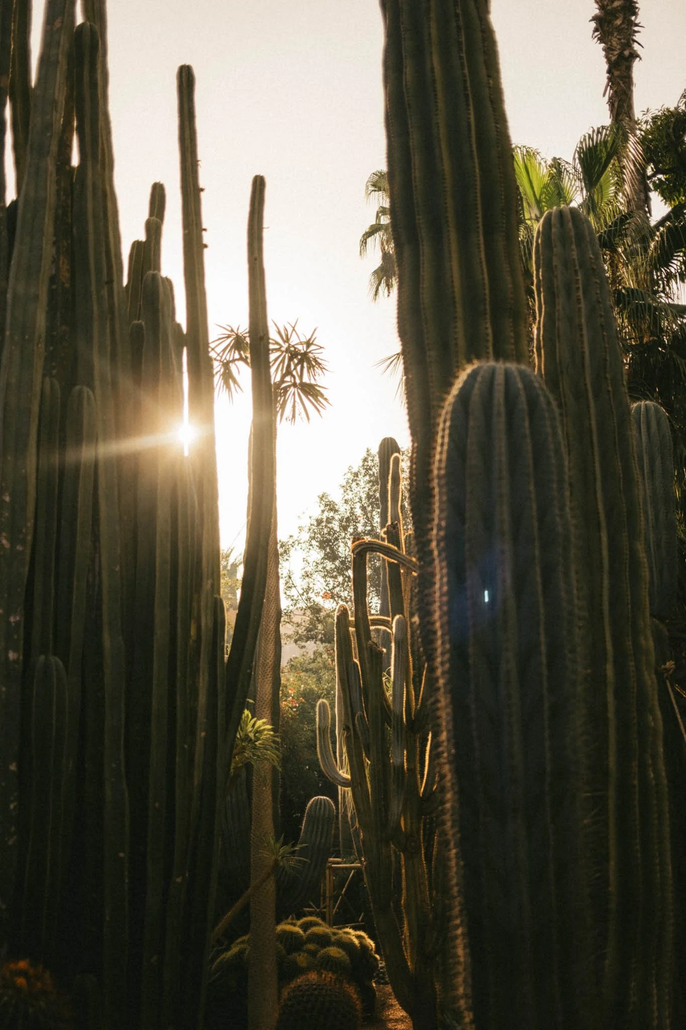 Grands cactus verts dans un jardin avec le soleil couchant ou levant en arrière-plan.