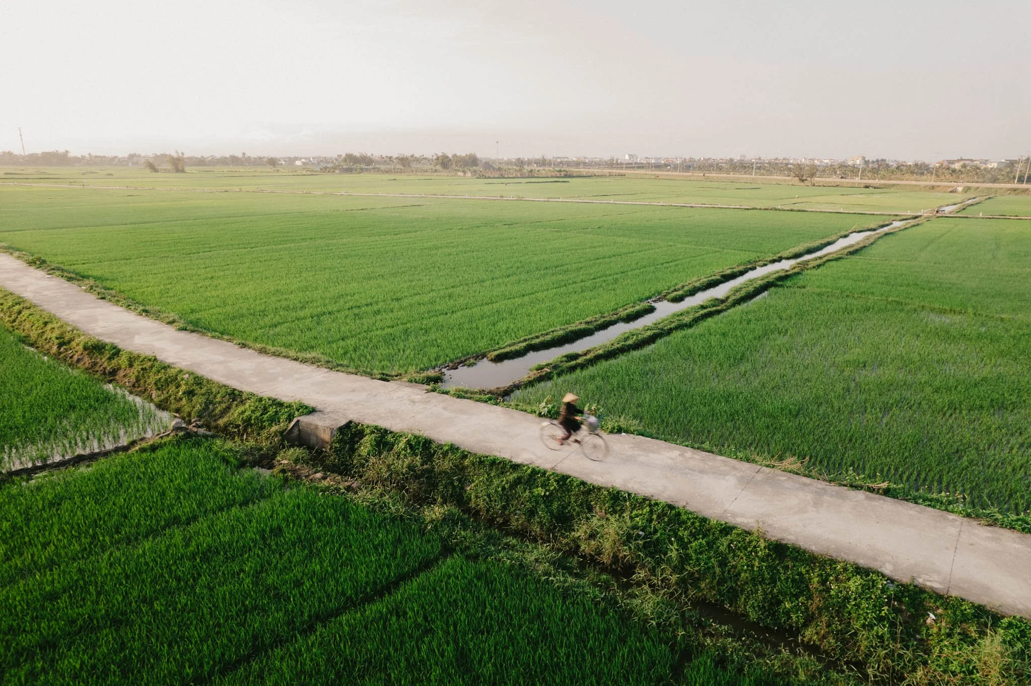Champ de riz verts avec un chemin en pierre et une personne à vélo