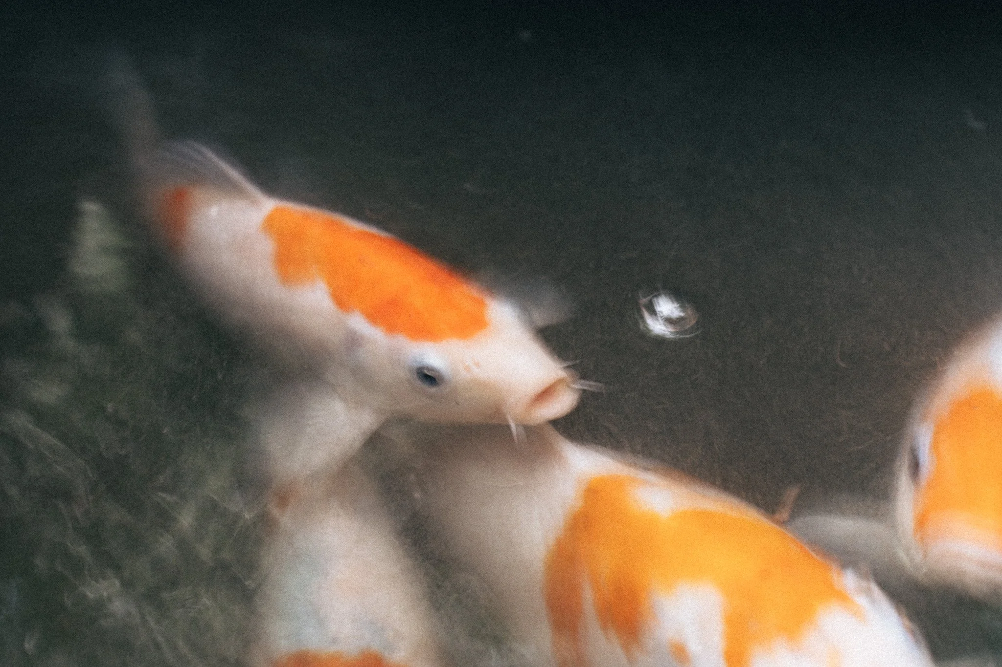 Poissons koi blancs avec des taches orange nageant dans de l'eau