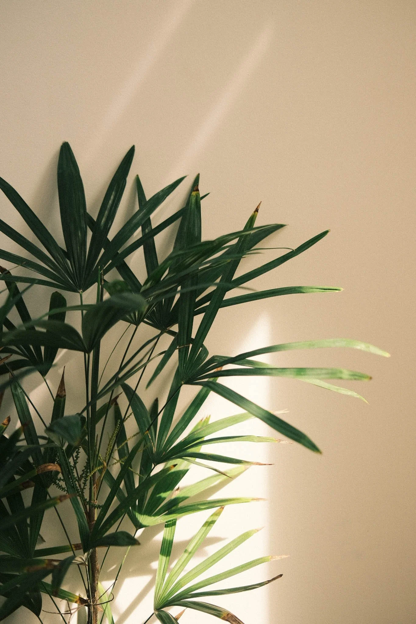 Plante verte d'intérieur avec des feuilles longues et étroites, éclairée par la lumière naturelle contre un mur beige.