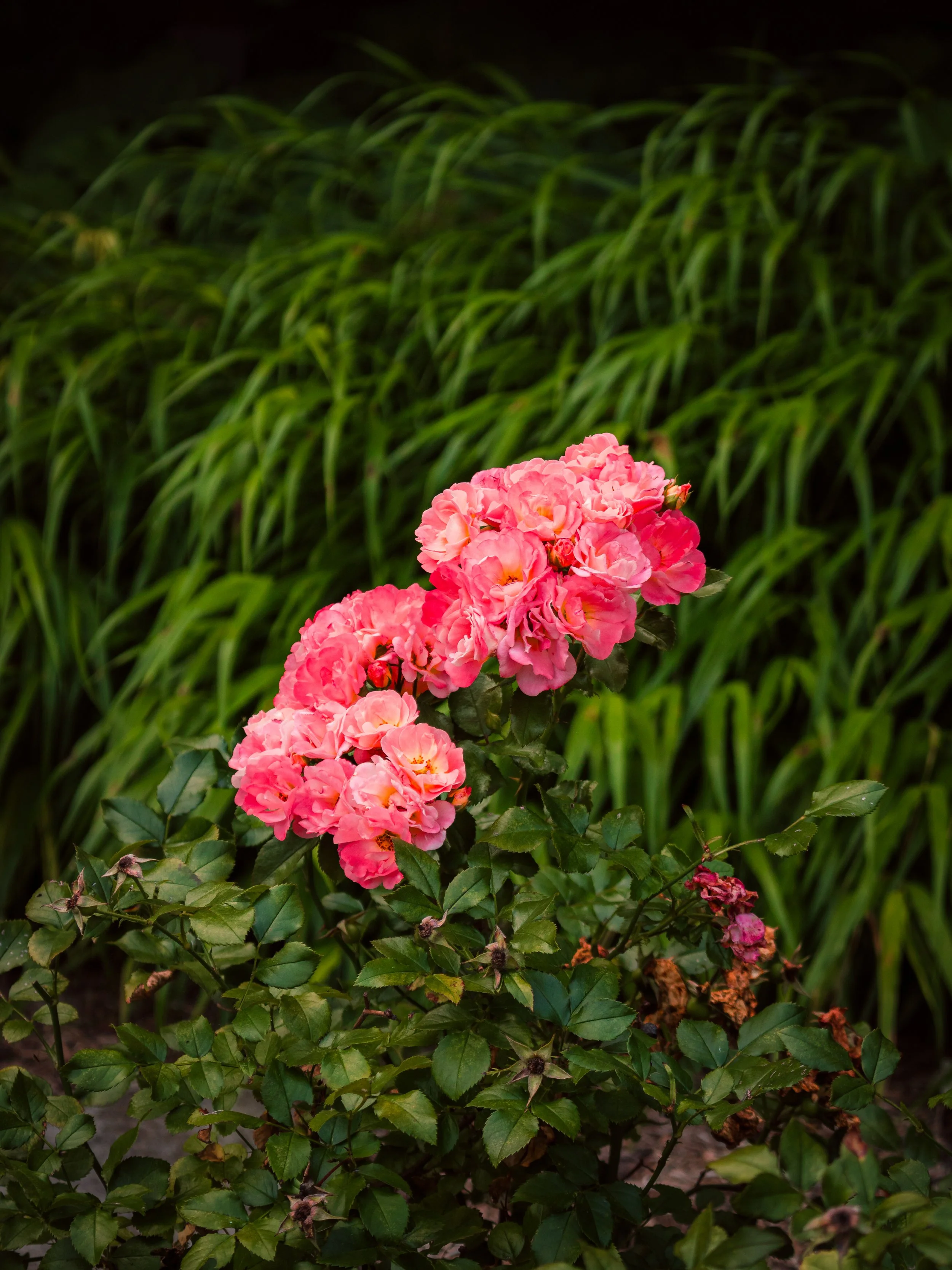 IMG_8970-Edit.jpg