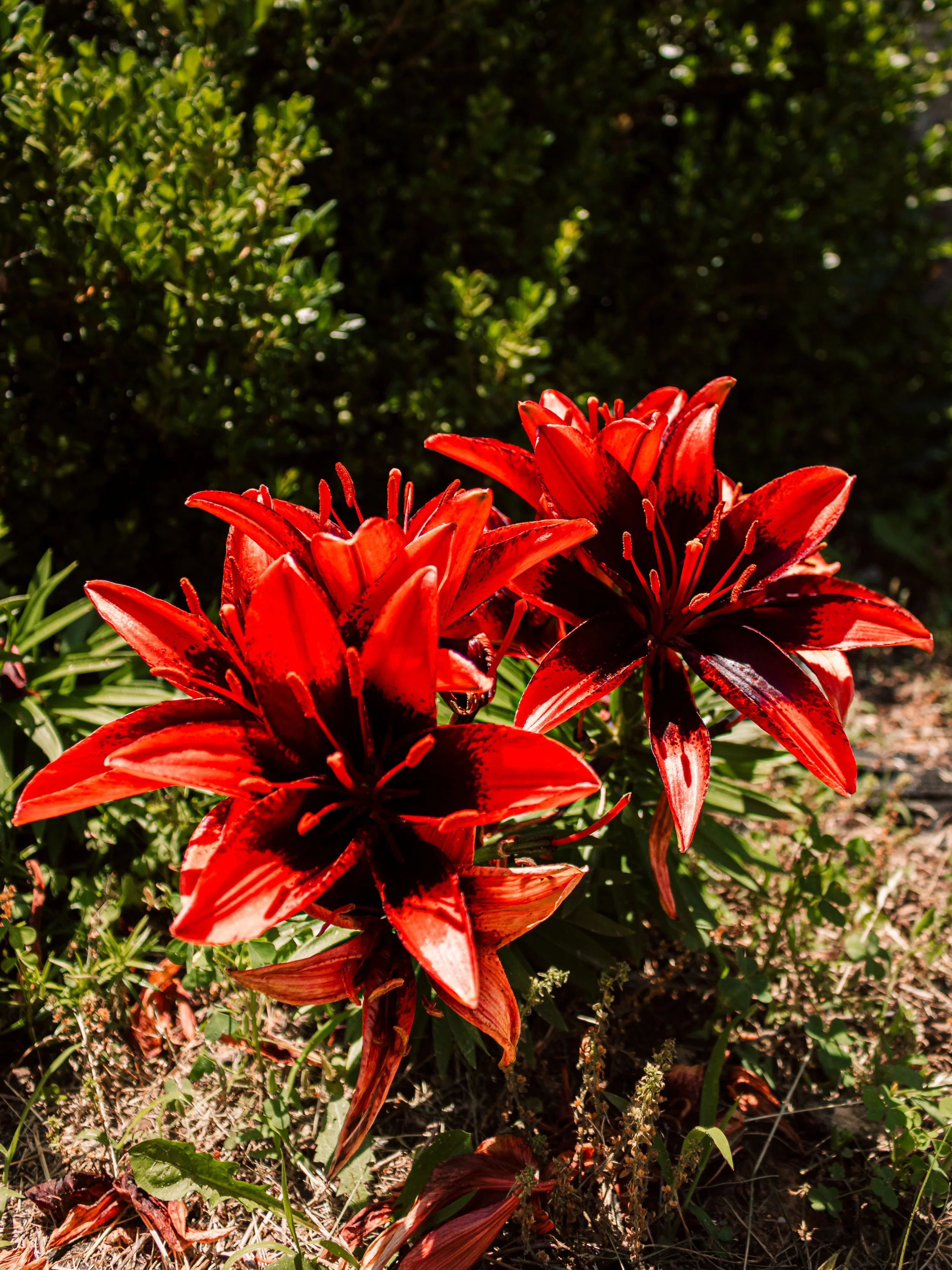 IMG_8639-Edit.jpg