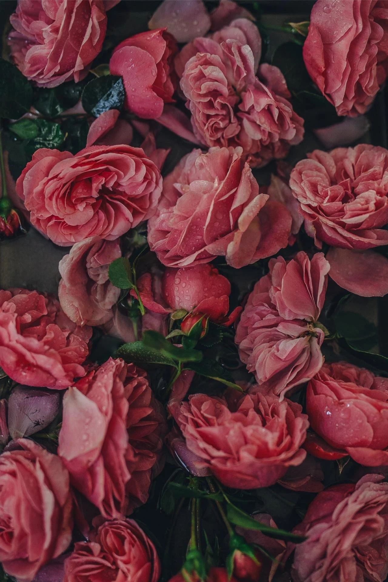 Garden rose shoot for ischta