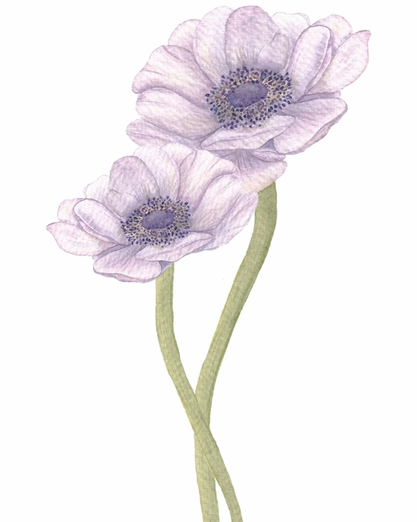 Hand painted anemones using watercolours

#botanialart #botanicalillustrations #anemones #watercolouranemones #surfacepatterndesign #floralpainting #watercolorart