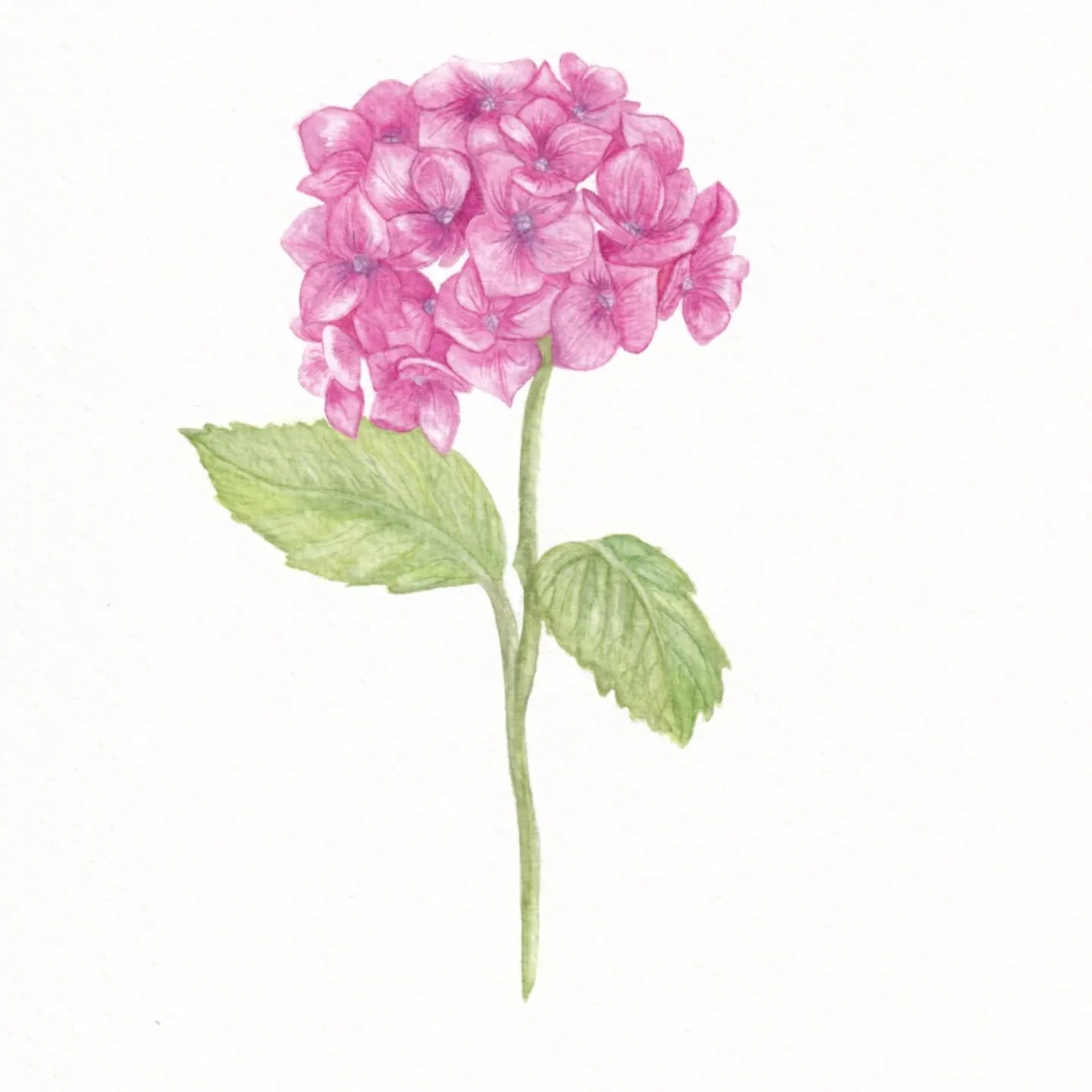 Hydrangea hand painted on #archespaper using watercolours. 

#Hydrangeas #watercolours #botanicalwatercolour #botanicals