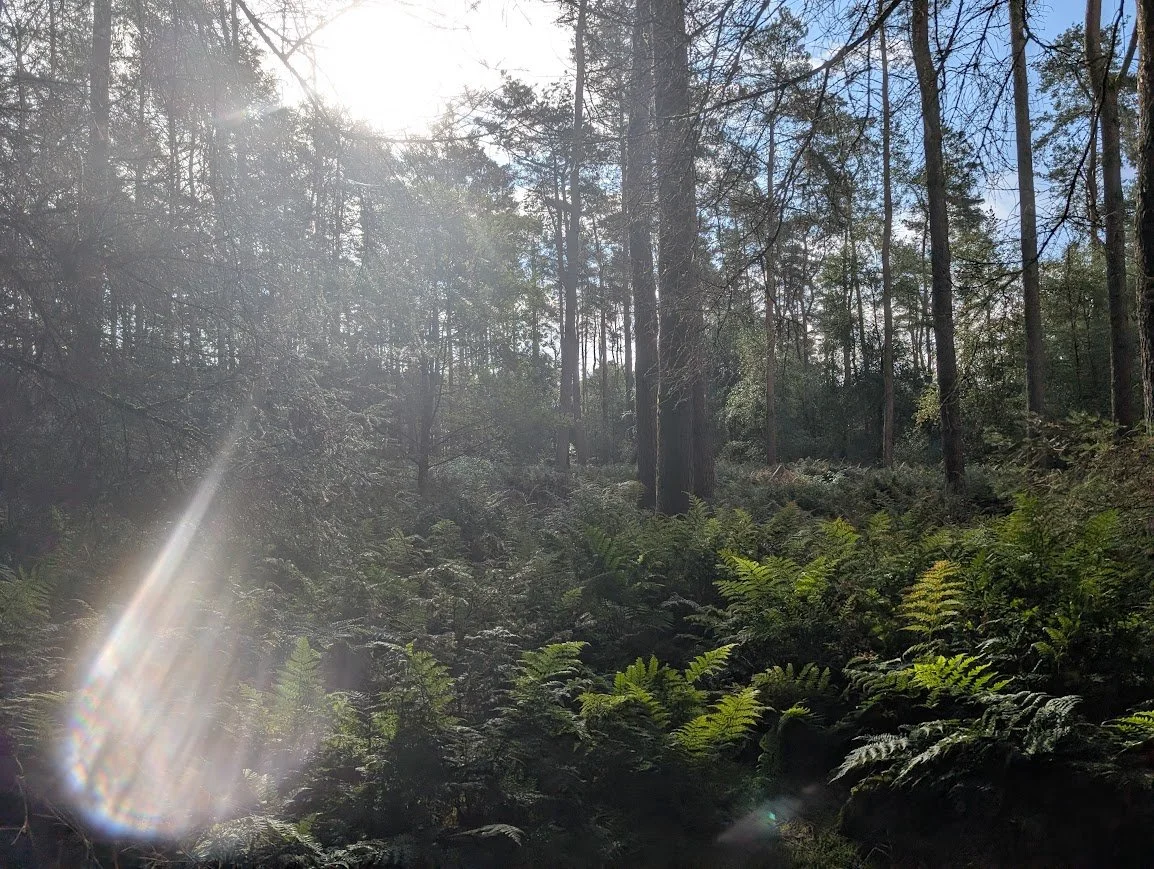 sunlight on trees.jpg