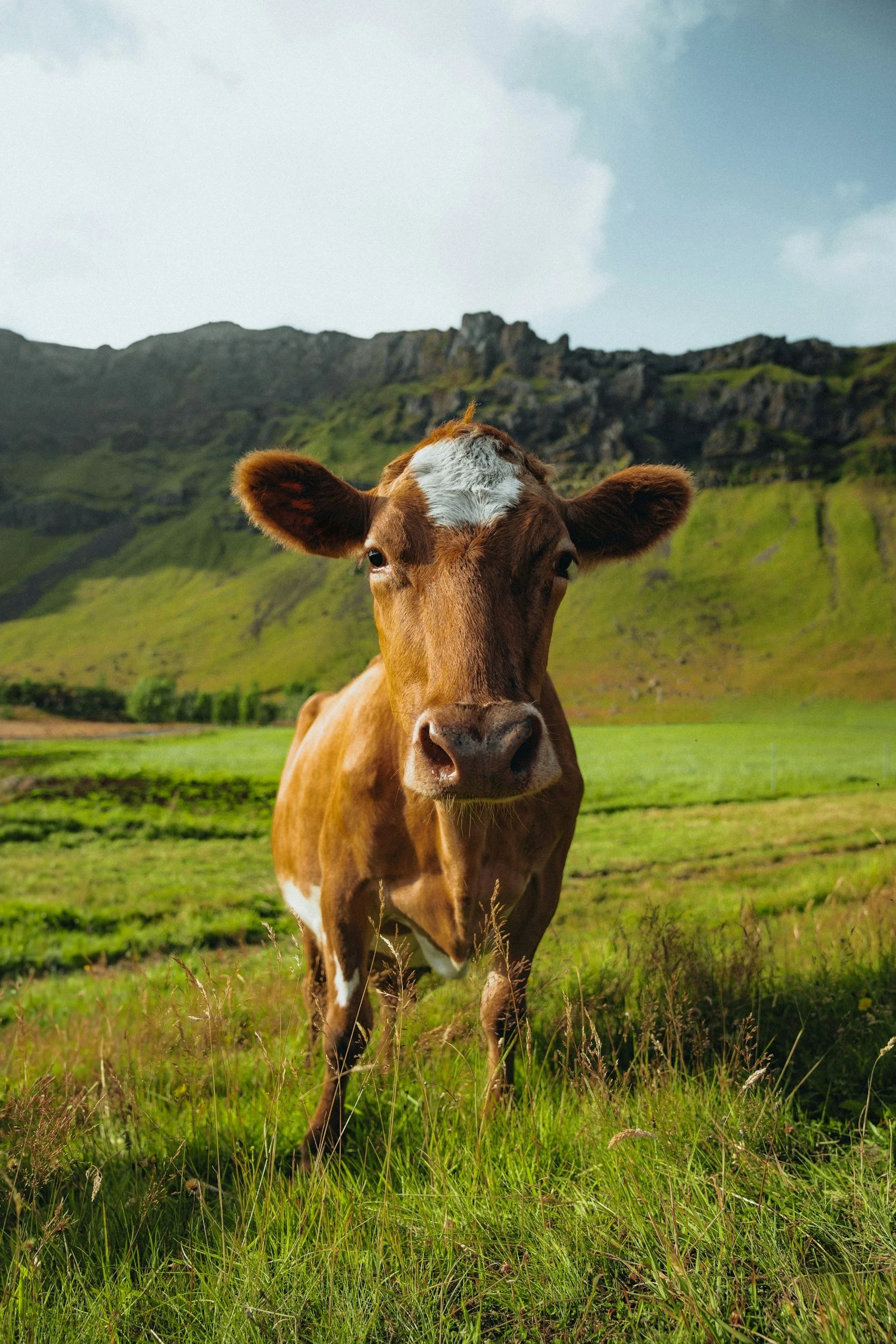 A brown and white cow standing in a lush green field with mountains and partly cloudy sky in the background.