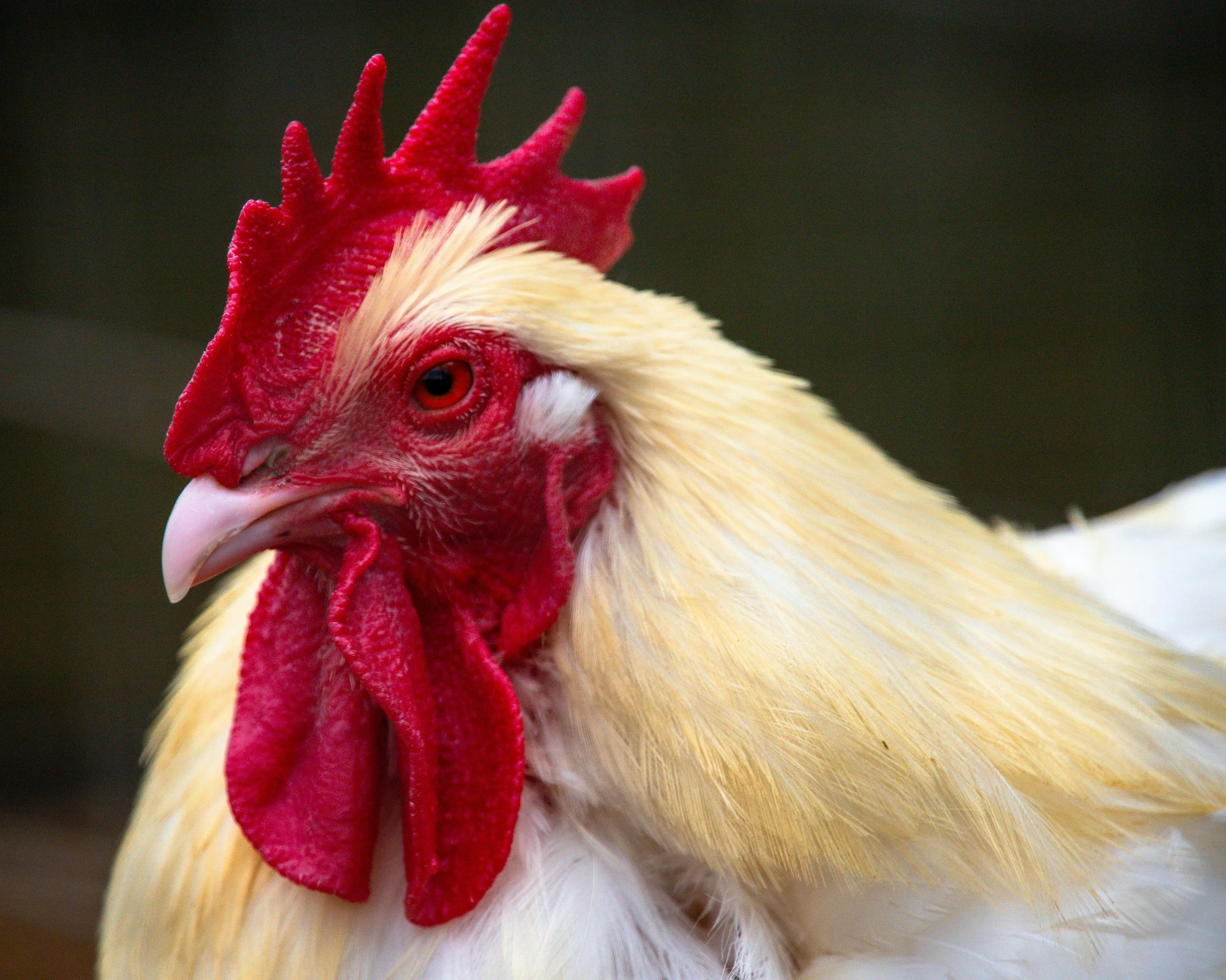 Close-up of a rooster's head showing its red comb, waddle, and orange eye, with tan and white feathers.