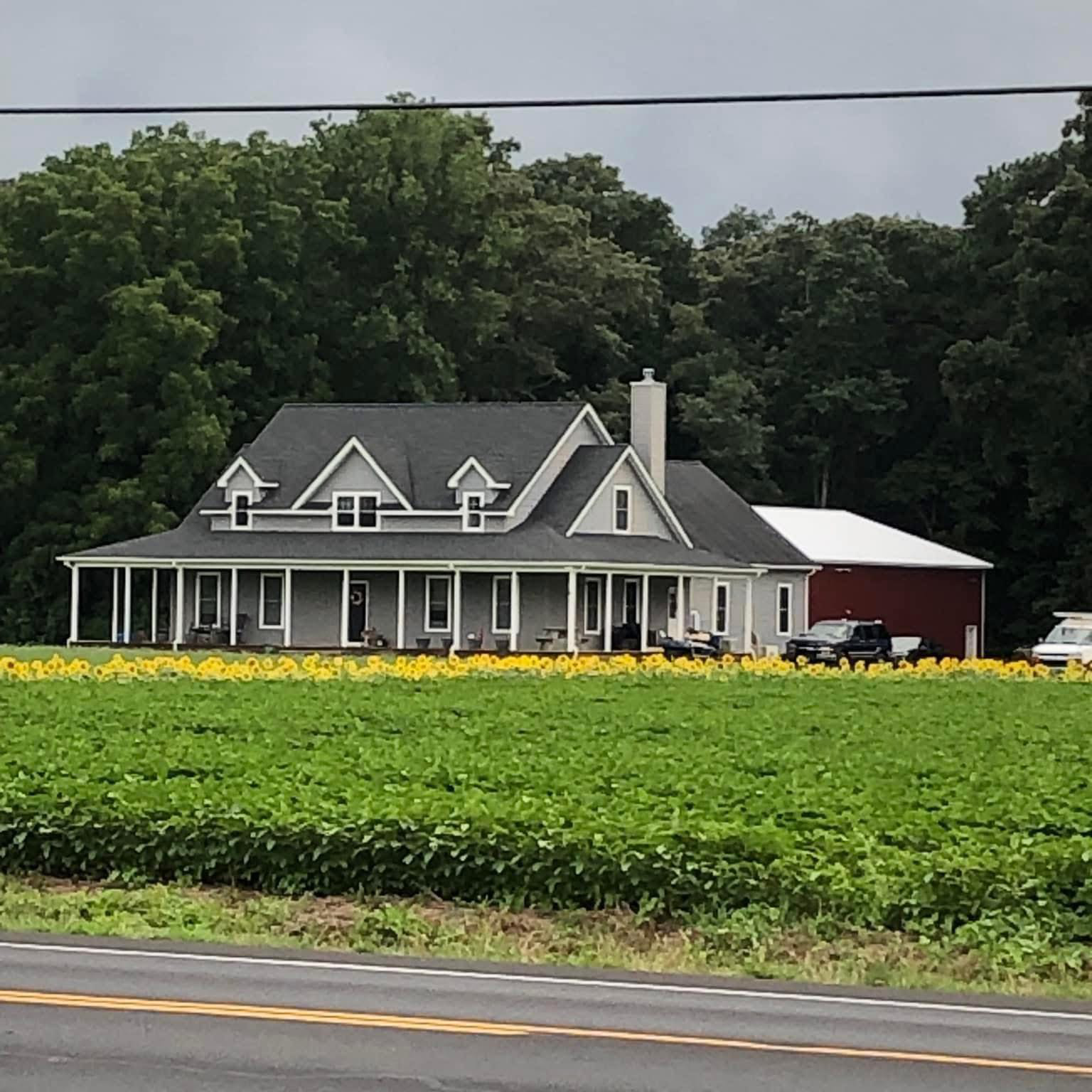 A large house with a gray roof and white siding sits in a green field with yellow flowers. There is a red barn-like building and vehicles parked beside the house, with a background of dense trees.