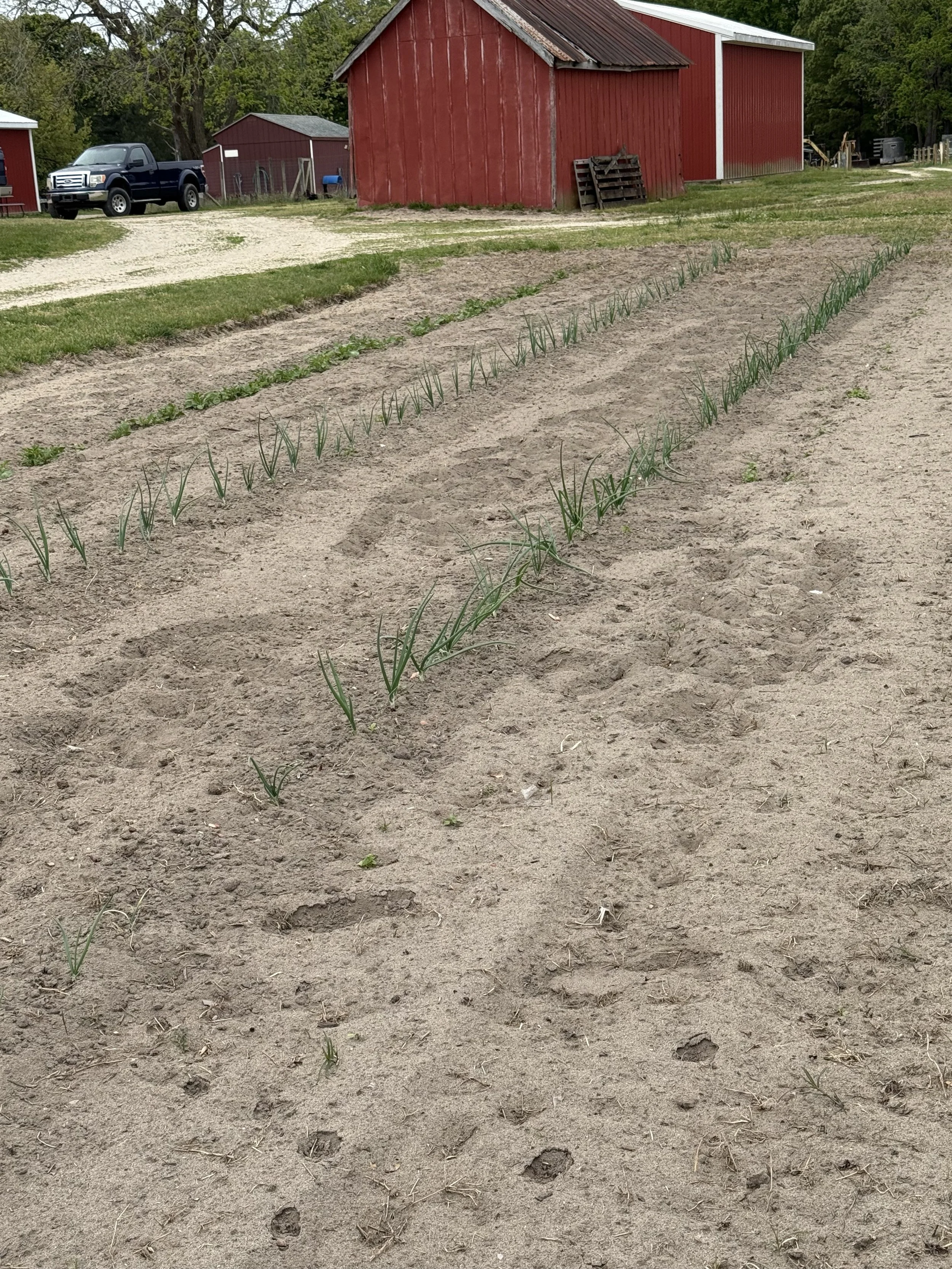 A rural farm scene with a dirt field, young plants growing in rows, red barns, a gravel driveway, a parked black pickup truck, trees, and farm equipment in the background.