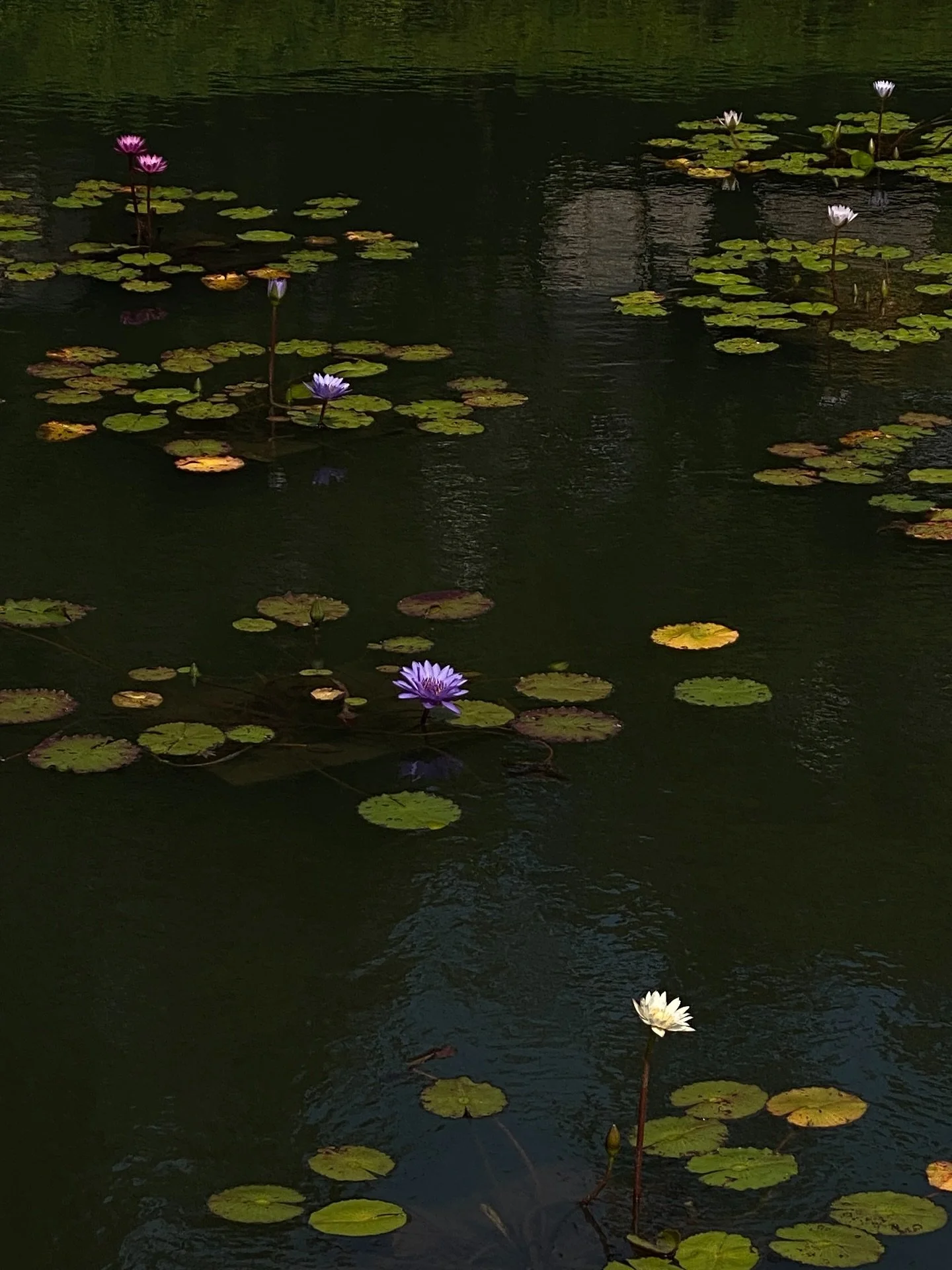 Precious moments in Kyoto meeting lovely people, drinking endless cups of tea and soaking in all the beauty 🍃🍵🥹

@tk_oka @peckgee.chua it was a pleasure meeting you!
