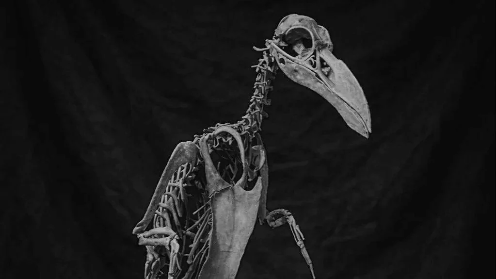 Skeleton of a great auk, displayed in a museum.
