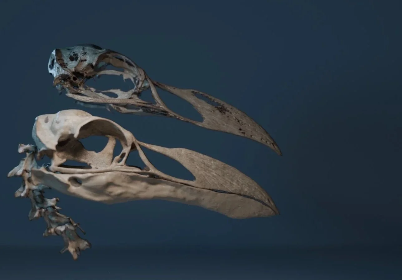 Close-up of two great auk skulls against a dark background.