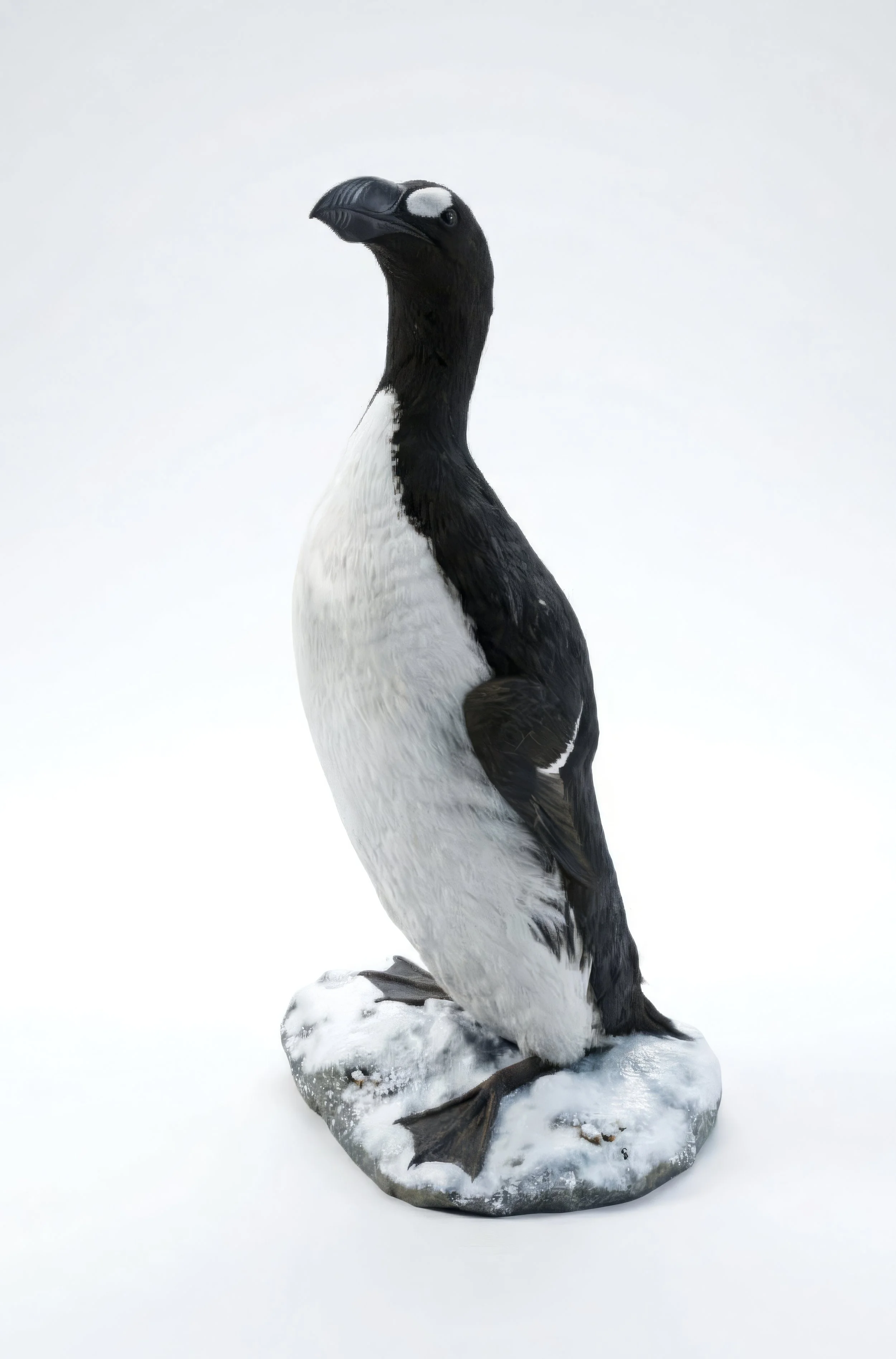 Great Auk 1:5 Scale Replica
