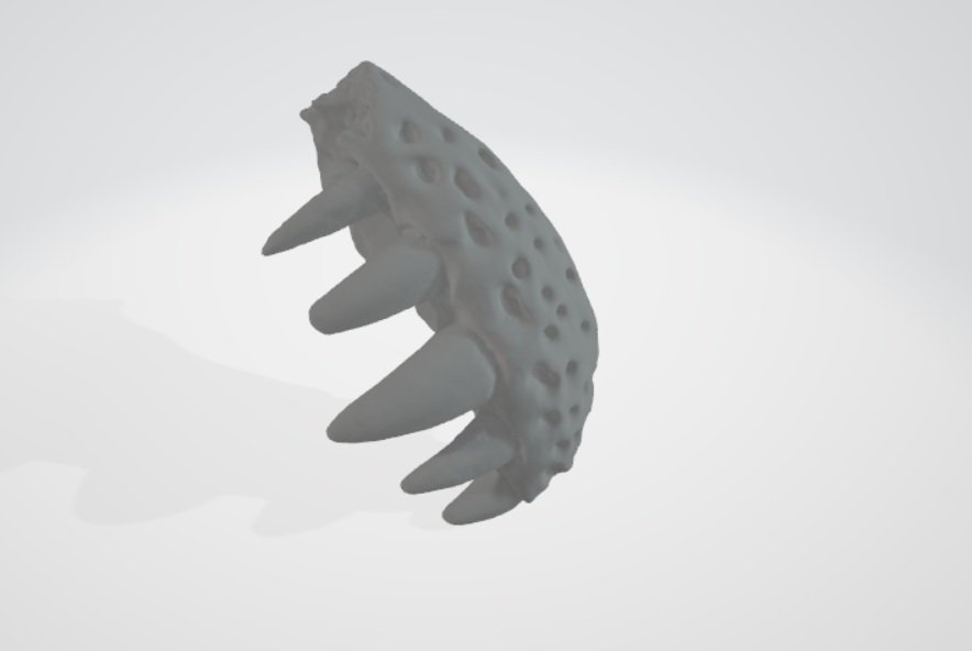 Borealosuchus Snout 1:1