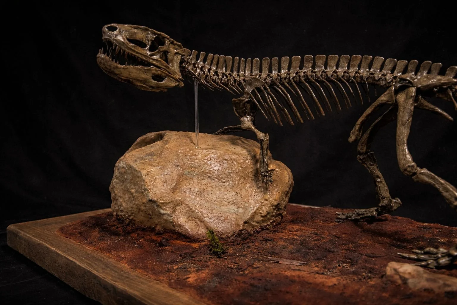 Postosuchus kirkpatricki