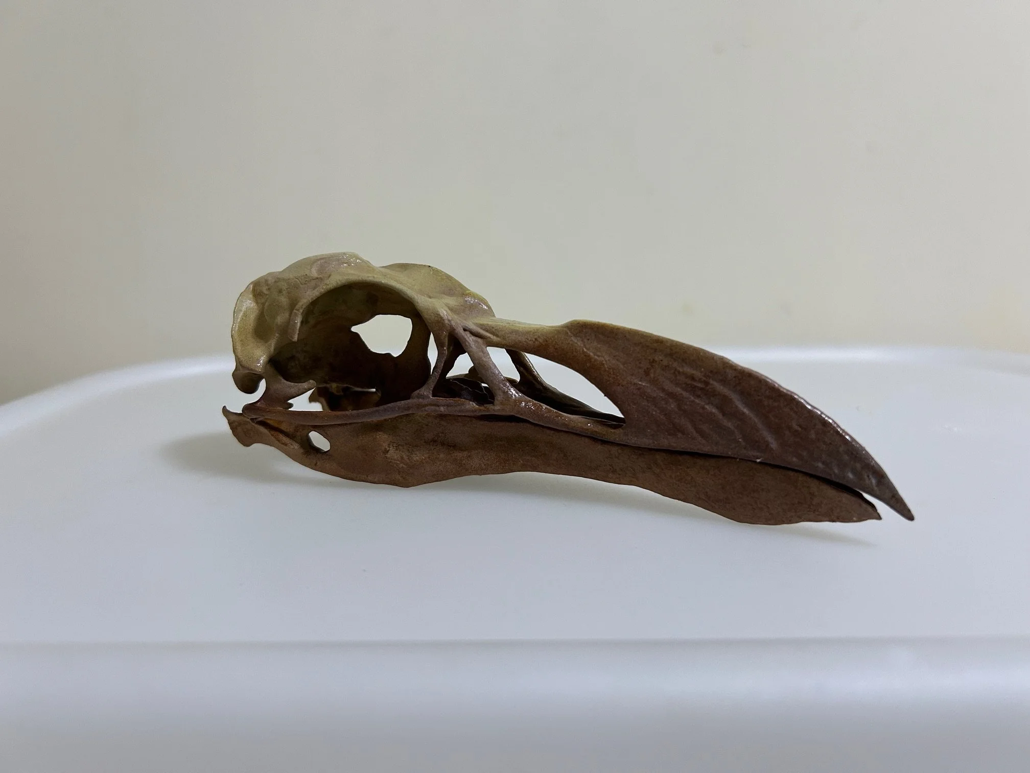 auk skull pic.jpg