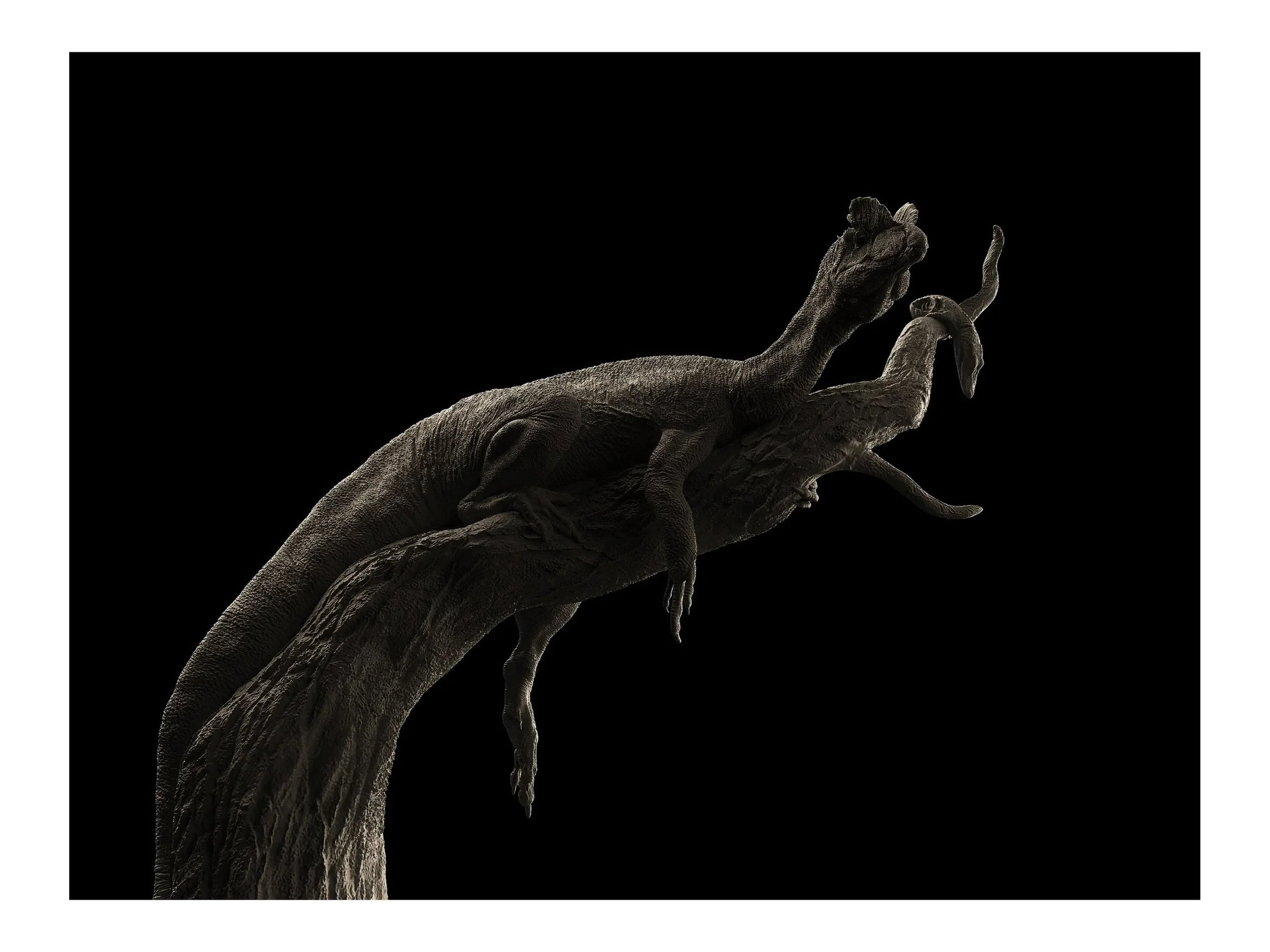 Close-up of a detailed, textured dilophosaurus dinosaur in a tree against a black background.
