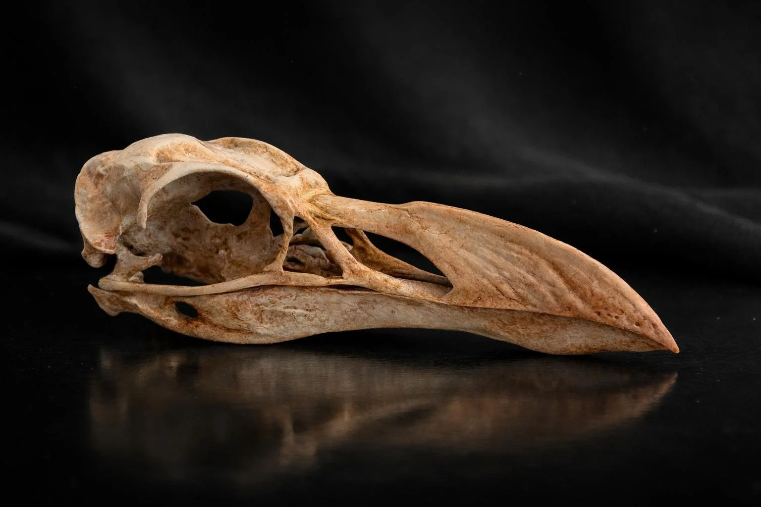 Great auk bird skull with beak on black background.