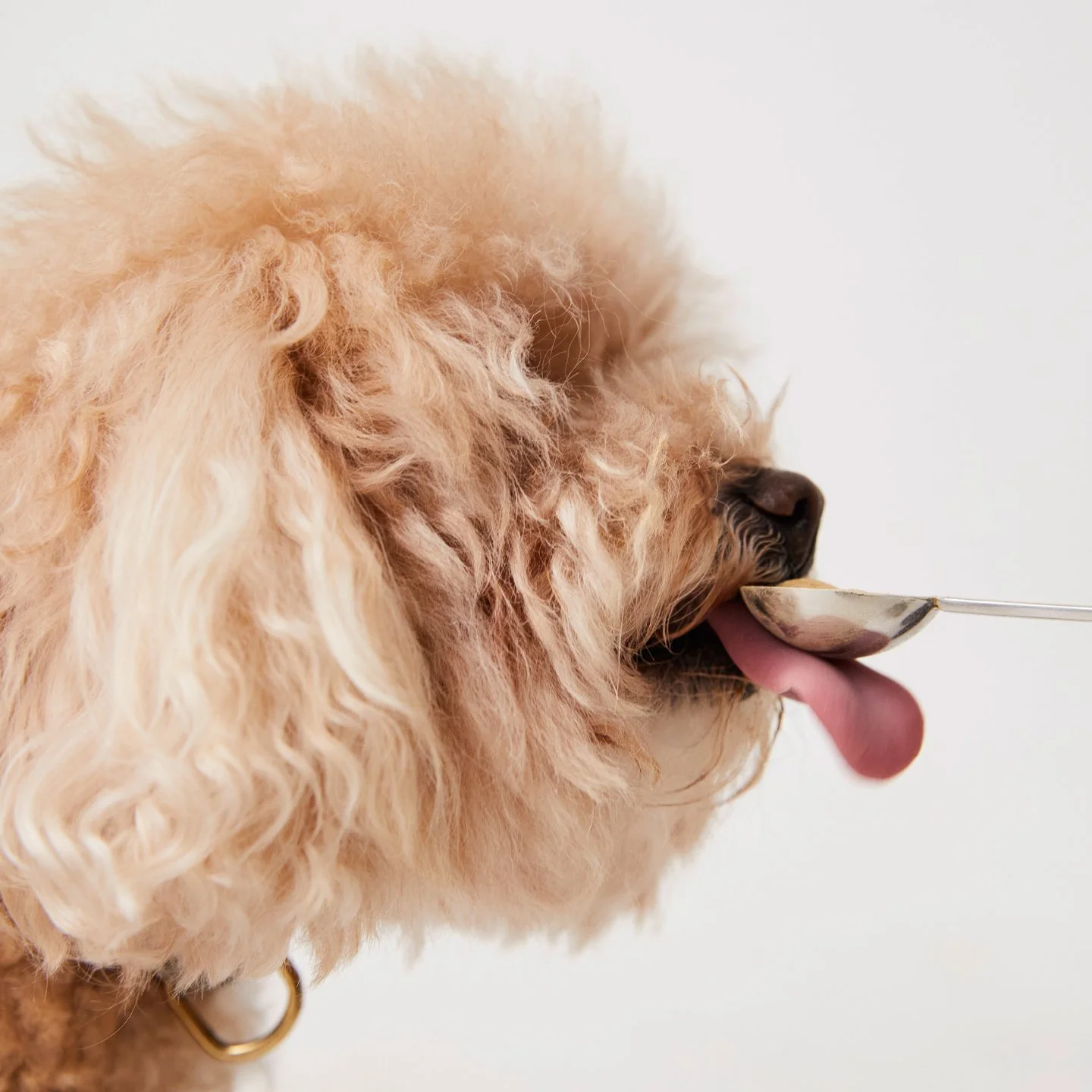 BYHANNEY_DOG1_02.jpg
