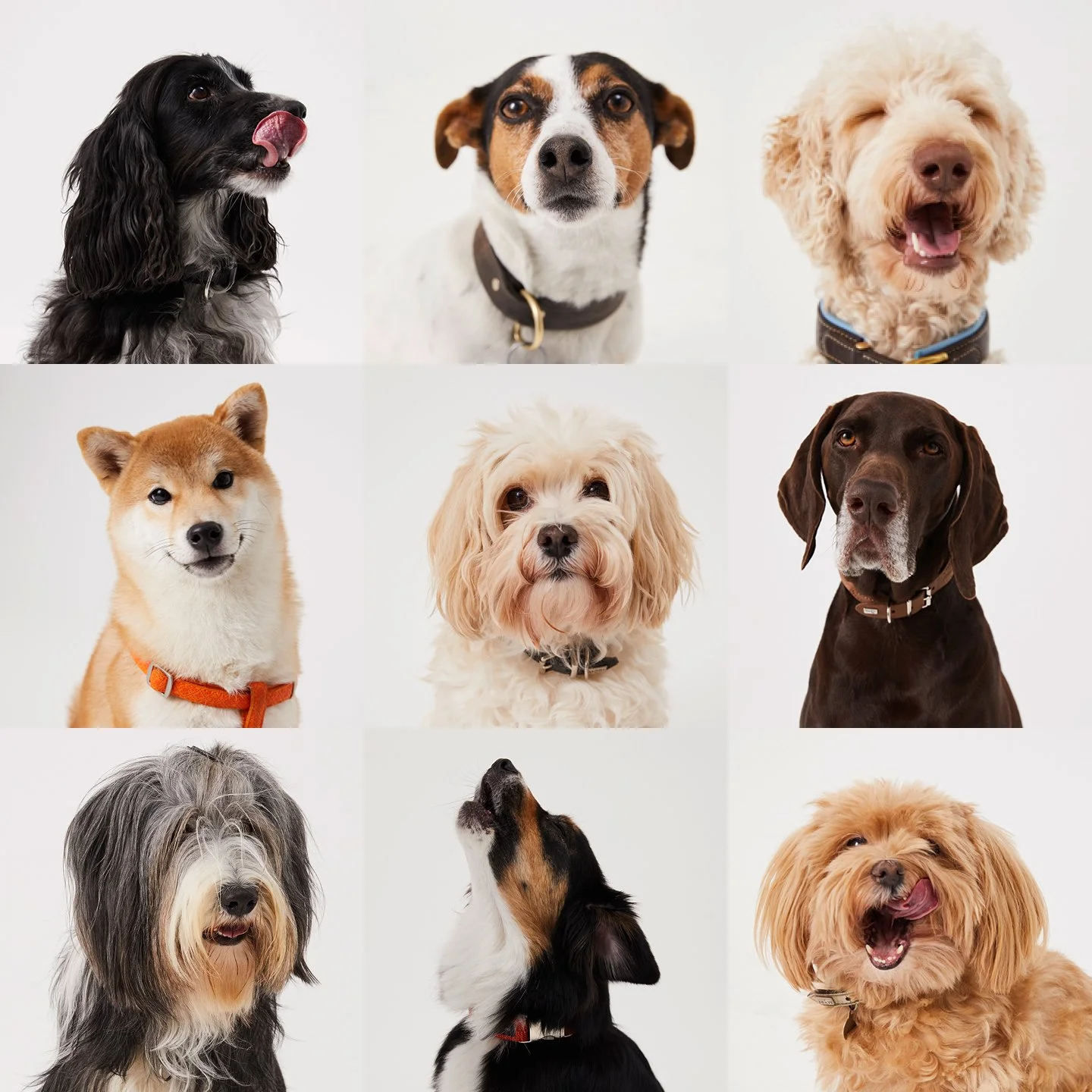 BYHANNEY_DOG1_01.jpg