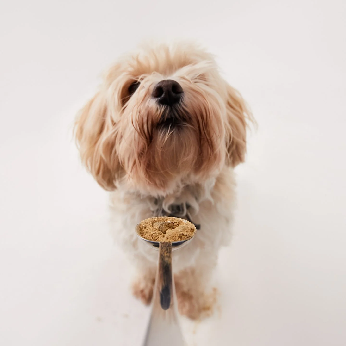 BYHANNEY_DOG1_012.jpg