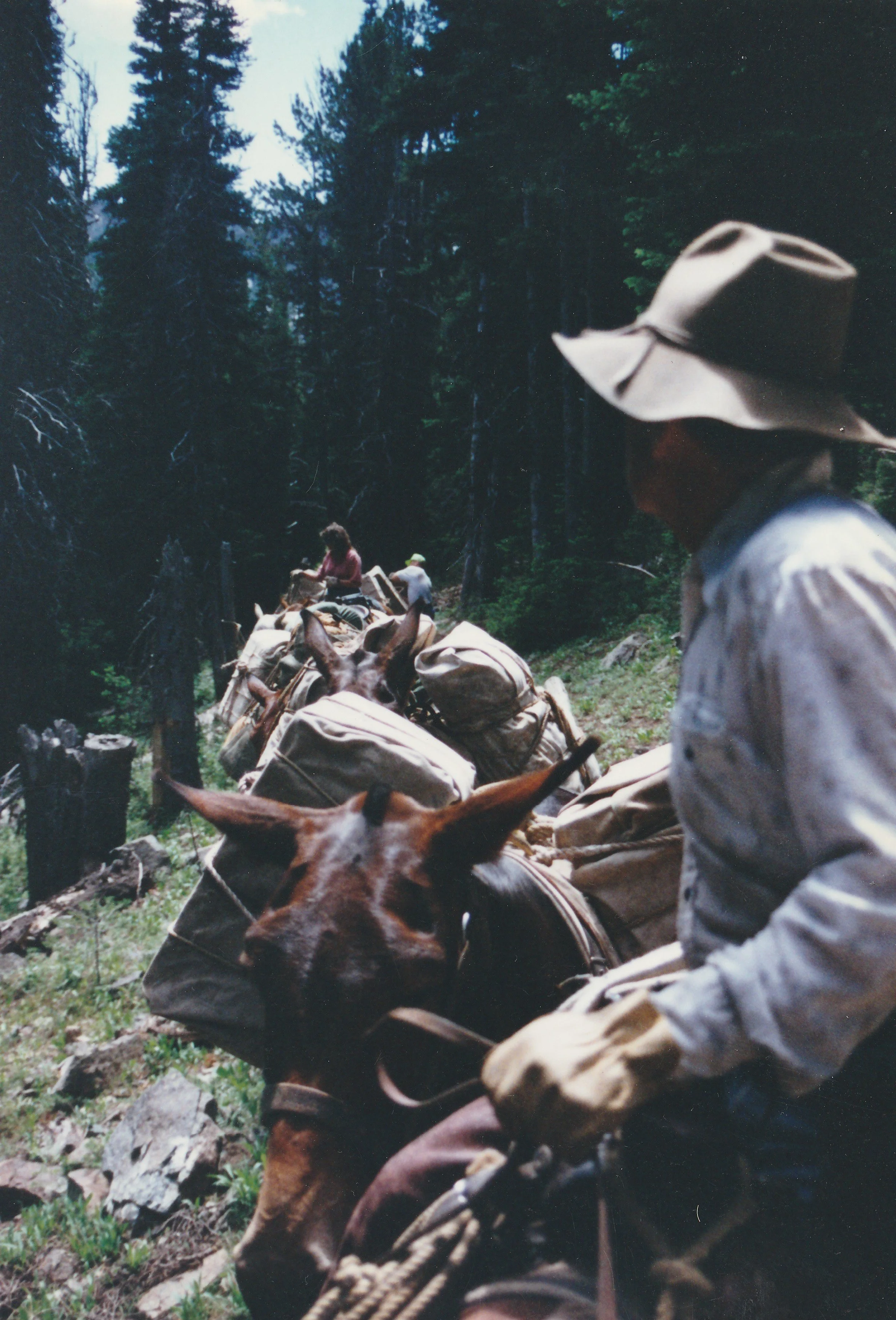 Dad Looking Back at Mules.jpg