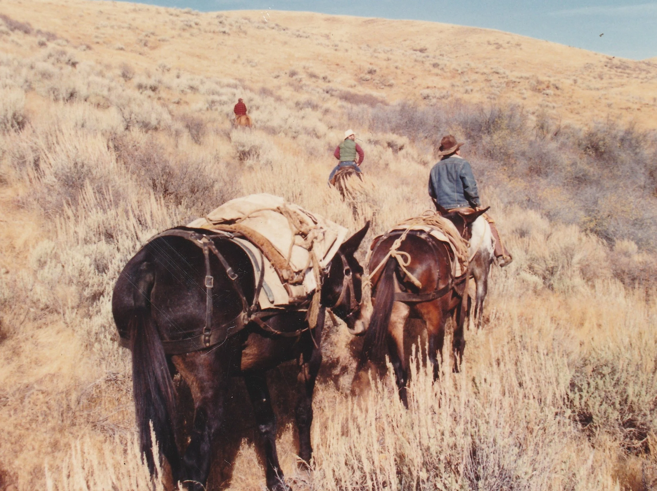 Dad Leading two Mules cropped.jpg