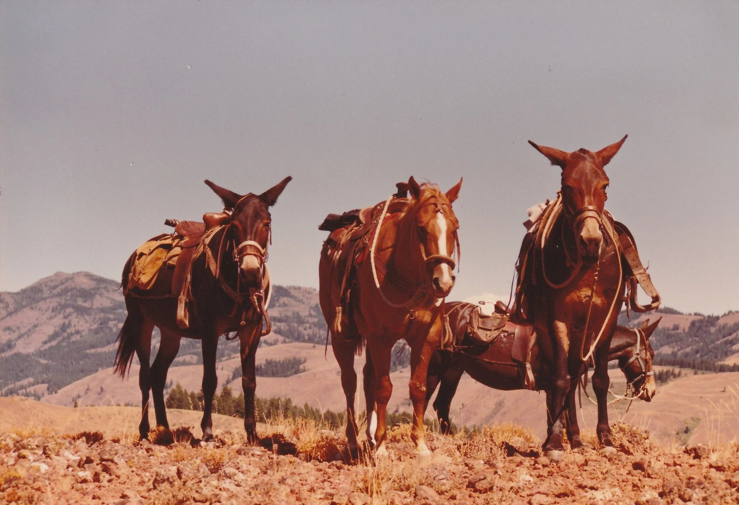 Three Mules and Julie Horse cropped.jpg