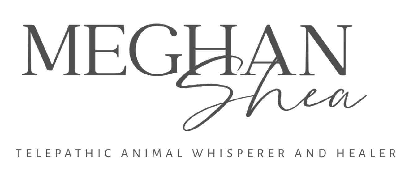 Meghan Shea Animal Whisperer