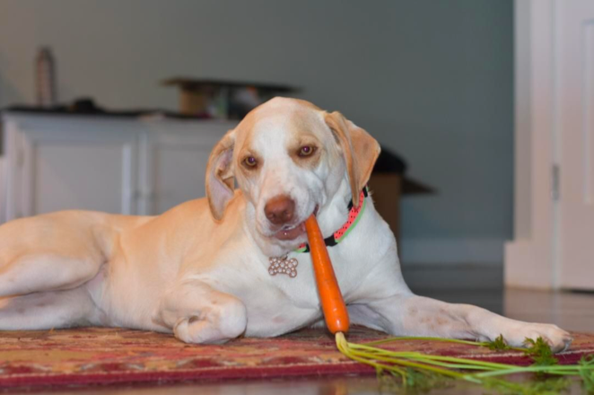 Within a week of working with Meghan, she went from shaking and panting for hours to just wanting to be next to us.