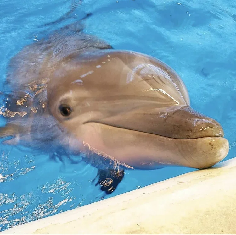 Spirit was able to tell Meghan what was the matter with each dolphin, and led us to helping the entire pod.